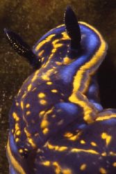 Nudibranch (Hypselodoris cantabrica) shot in Baleal, Port... by Joao Pedro Tojal Loia Soares Silva 